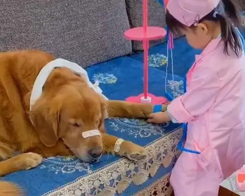 Two-year-old daughter at home, "Saving for a patient" and seeing a "patient" laugh in the back: Dogs are hard