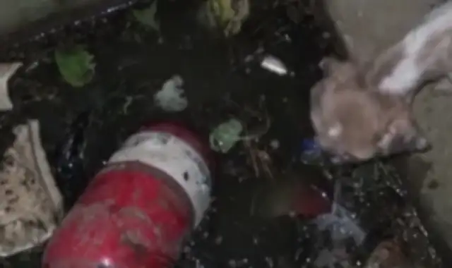 Dogs fall into drains, make a living with dirty water and garbage, and they can't cry at that moment