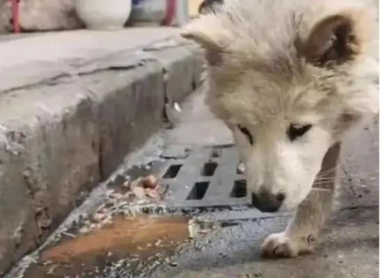 The dog was thrown out of his house because of vomiting and his loyalty was not changed to take care of him;