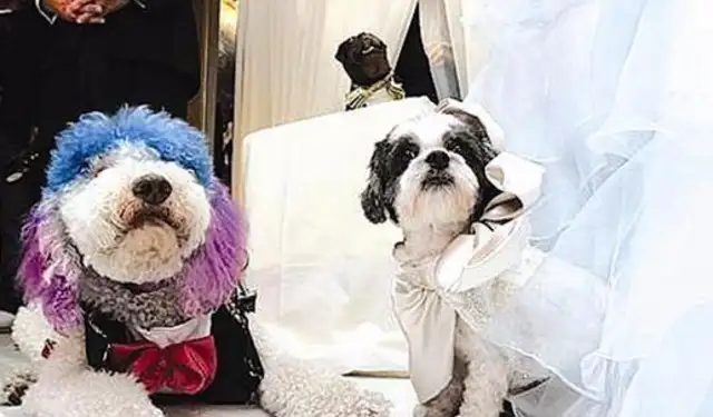 It's a wedding for VIP dogs and cotton-faced dogs