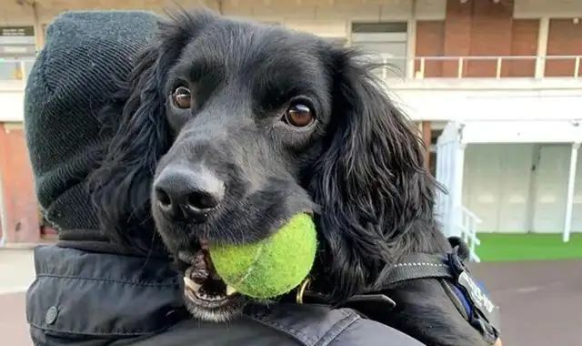 A year ago it was abused by the former master, and a year later the new master raised it to become a police dog