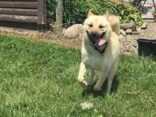 The dog was trapped in a dog's den for 10 years, and when someone saved him, it was like a wild horse