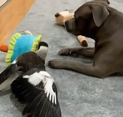 The master saves a chick from home and the dog gives milk: What's wrong with a dog