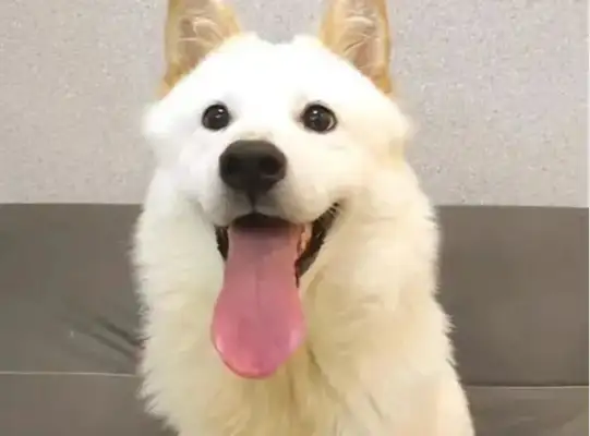 The dog was thrown out of his house because of vomiting and his loyalty was not changed to take care of him;