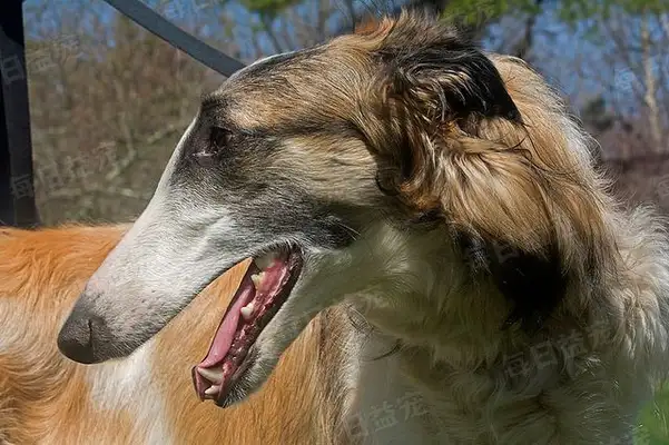 The master moved and left the dog behind, and the passers-by felt sorry for his adoption