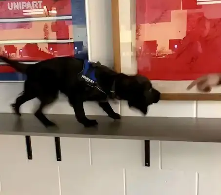 A year ago it was abused by the former master, and a year later the new master raised it to become a police dog