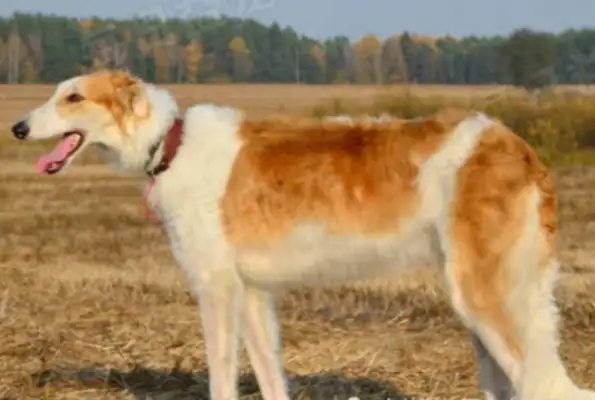 The master moved and left the dog behind, and the passers-by felt sorry for his adoption