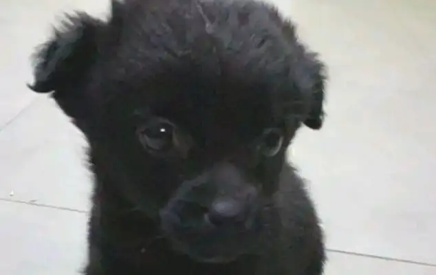 I picked up a stray dog in front of the door