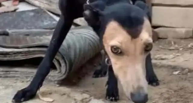 This black-faced dog doesn't have to be called "The Old Man."