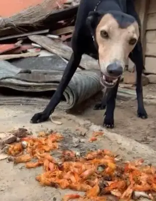 This black-faced dog doesn't have to be called