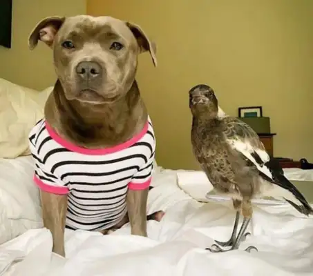 The master saves a chick from home and the dog gives milk: What's wrong with a dog