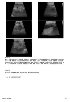 Diagnosis and treatment of a dog testicular tumor