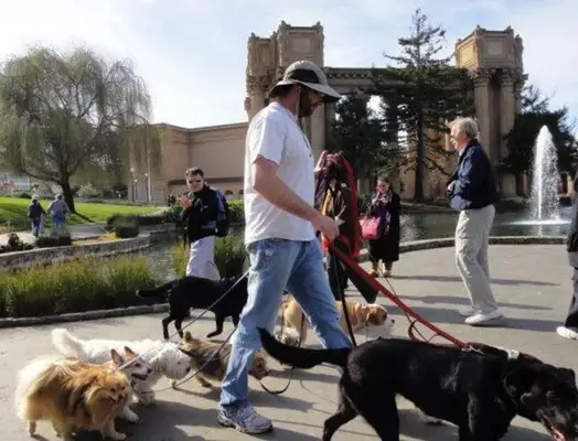 These three dogs are a bad habit. They're quietly and chronically killing dogs. Do you understand