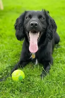 A year ago it was abused by the former master, and a year later the new master raised it to become a police dog
