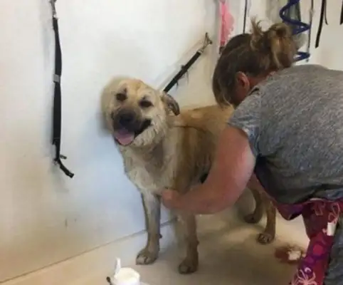 The dog was trapped in a dog's den for 10 years, and when someone saved him, it was like a wild horse