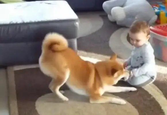 The boy slaps the toy, the beast has hair, and the next second, the baby can't do anything!