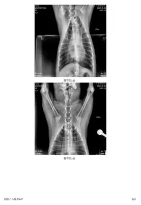 Diagnosis and treatment of a dog testicular tumor