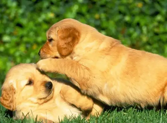These three dogs are a bad habit. They're quietly and chronically killing dogs. Do you understand