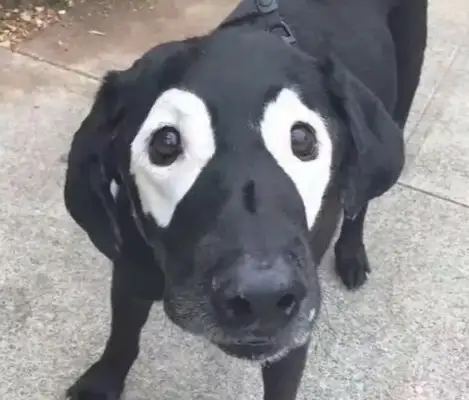 This black-faced dog doesn't have to be called