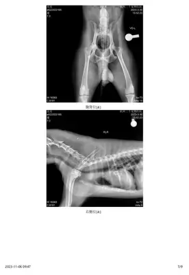 Diagnosis and treatment of a dog testicular tumor