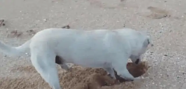 The dog digs a hole on the beach. The man mistakenly thinks the dog likes to play