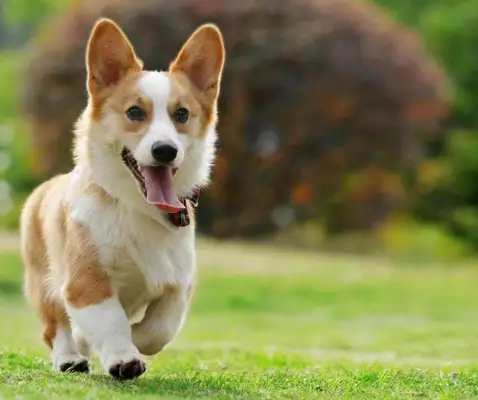 These three dogs are a bad habit. They're quietly and chronically killing dogs. Do you understand