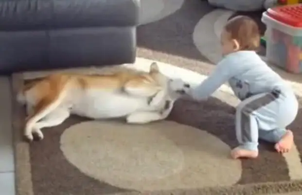 The boy slaps the toy, the beast has hair, and the next second, the baby can't do anything!