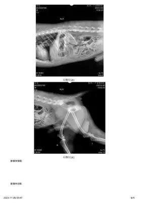 Diagnosis and treatment of a dog testicular tumor