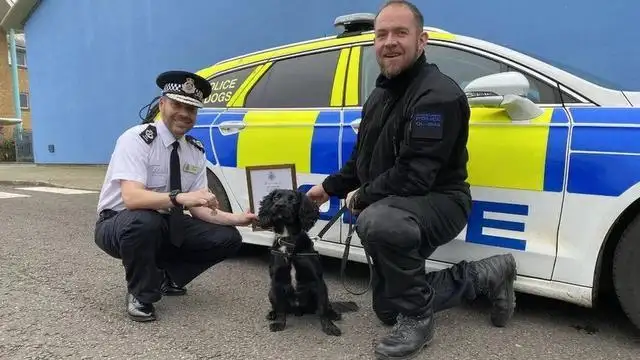 A year ago it was abused by the former master, and a year later the new master raised it to become a police dog
