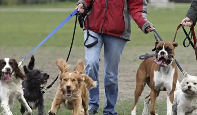 These three dogs are a bad habit. They're quietly and chronically killing dogs. Do you understand