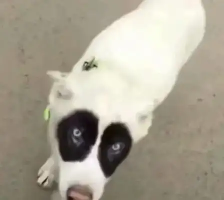 This black-faced dog doesn't have to be called