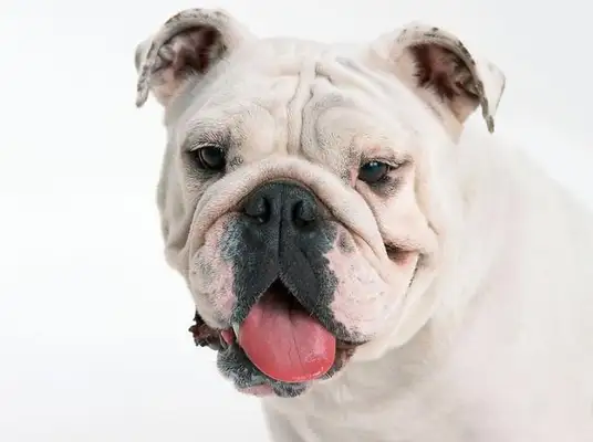 These three dogs are a bad habit. They're quietly and chronically killing dogs. Do you understand