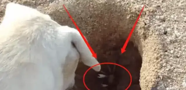 The dog digs a hole on the beach. The man mistakenly thinks the dog likes to play