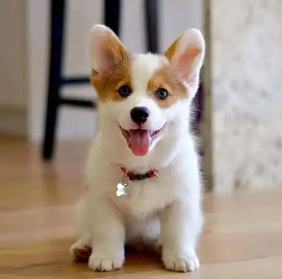 These three dogs are a bad habit. They're quietly and chronically killing dogs. Do you understand