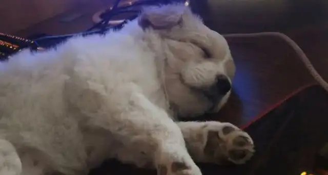 The little milk dog is dying on the side of the road, and the girl's wearing her hair