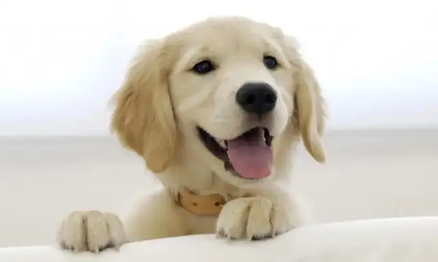 The dog wipes the master's shoes, the master's nails are nailed, the netist: Do not push
