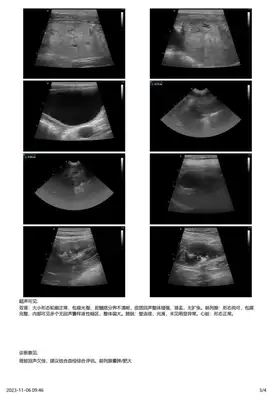 Diagnosis and treatment of a dog testicular tumor