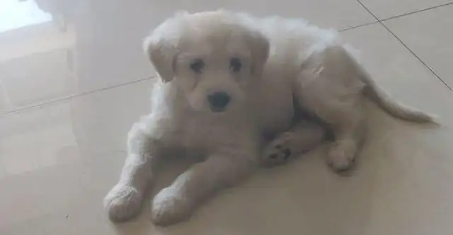 The little milk dog is dying on the side of the road, and the girl's wearing her hair