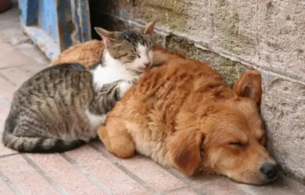 How many cats and dogs died in a small area? Household suspected of poisoning