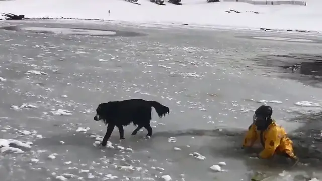 The dog crashes in an ice lake and can't move. Firefighters save the dog in 10 seconds: Watch out for the dog