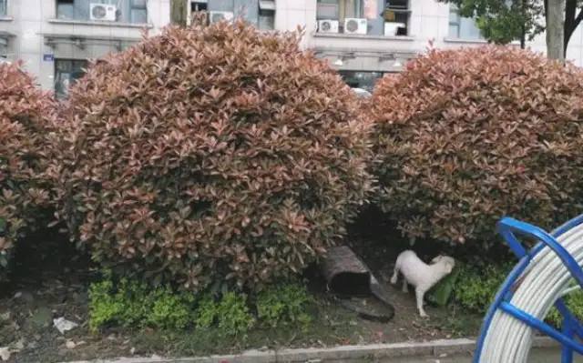 Dogs are sick and left in a flower garden with lonely eyes