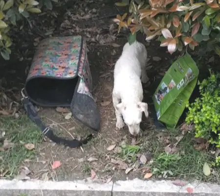 Dogs are sick and left in a flower garden with lonely eyes