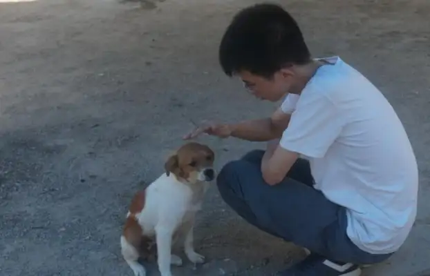 Smart doggies were chosen by the neighbors to be the headmaster. Life