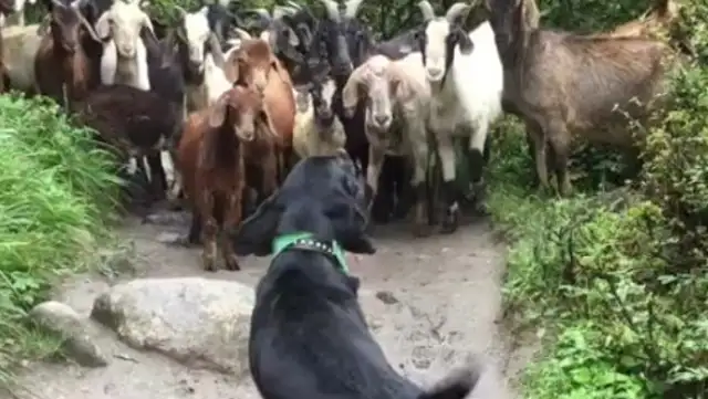 The first time I took Labrador back to the countryside, I was stopped by a flock of goats, and the dog was killed