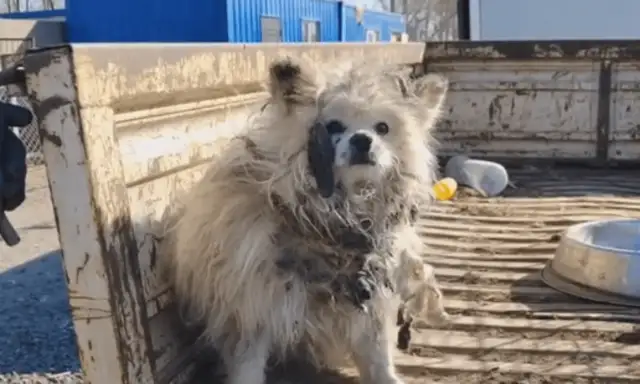When his leg was broken and he was sold in a dog car, it was still hard to get out of fear