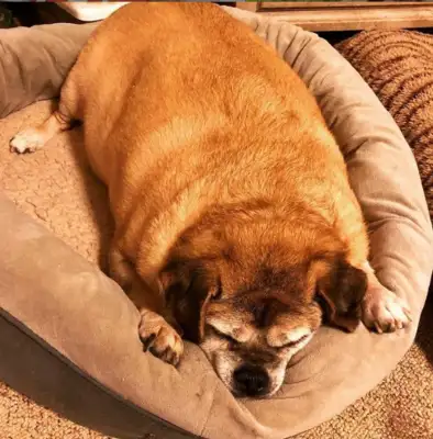 Fat dogs won't live for two months