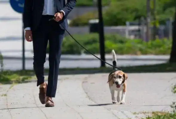 Walking a dog without a leash makes a dog run over by a car and a woman starts crying in her face