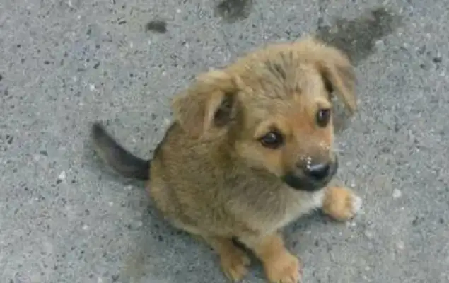 When the Chinese dogs grew up, they changed