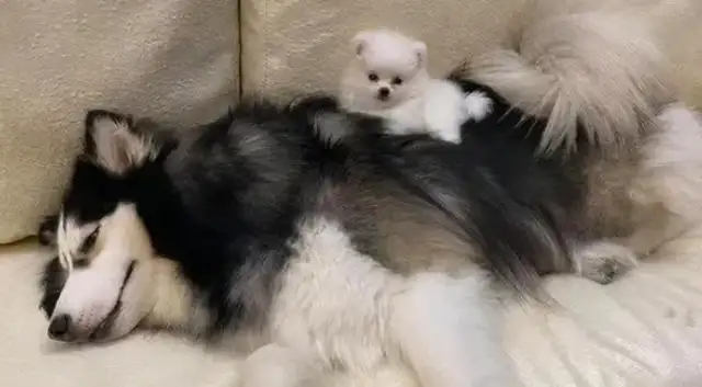 The master lets Alaeva, and the dog uses the baby as a cushion, and the details put Mom down