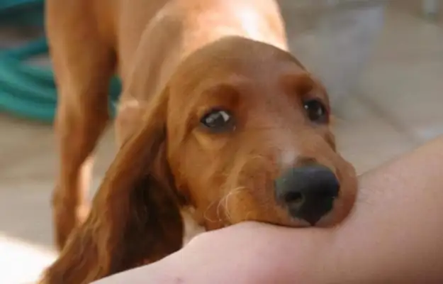 You got bit by a dog but you didn't bleed. You want a shot? Don't be surprised